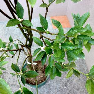 ITANSE 金柑苗 ぷちまる 3年生 接木苗...の詳細画像2