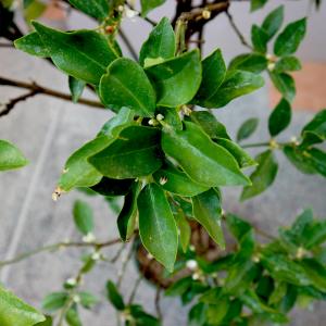 ITANSE 金柑苗 ぷちまる 3年生 接木苗...の詳細画像3