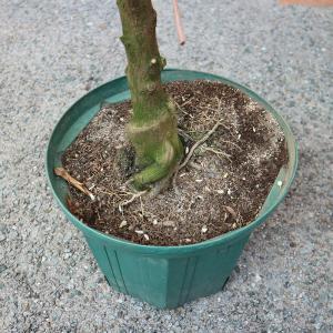 ITANSE 金柑苗 ぷちまる 3年生 接木苗...の詳細画像4