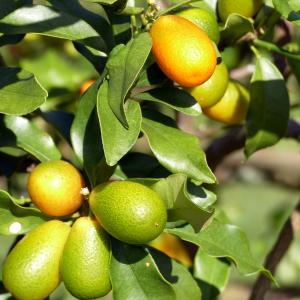 ITANSE 金柑苗 ぷちまる 3年生 接木苗...の詳細画像5