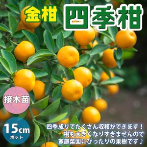 ITANSE 金柑苗 四季柑 2年生 12〜15cmポット 苗木 1個 柑橘類 送料無料 イタンセ公式