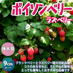 国華園 果樹苗 大株ラズベリー ウルトララズベリー超大王 1株 (HARA