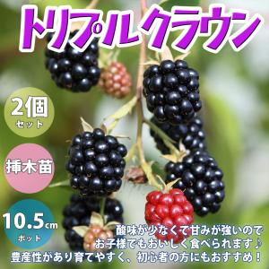 送料無料 ブラックベリーの苗木 トリプルクラウン 果樹苗 1年生 挿木苗10 5cmポット 2個セット ベリー苗 ベリー苗 ラズベリーの苗 ラズベリーの苗木 キイチ 1 Itanse 1215 Shopooo By Gmo 通販 Yahoo ショッピング