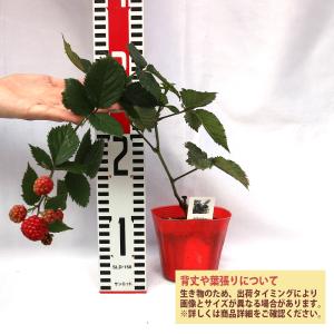 ITANSE ブラックベリー トリプルクラウン...の詳細画像1