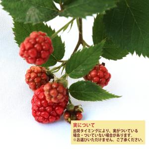 ITANSE ブラックベリー トリプルクラウン...の詳細画像2
