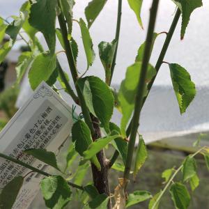 ITANSE 梅苗 南高梅 2年生 接木苗 1...の詳細画像2
