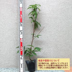 ITANSE 桃苗 あかつき 接木苗 12〜1...の詳細画像1