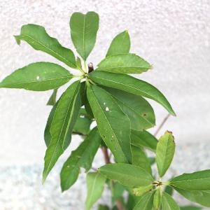 ITANSE 桃苗 あかつき 接木苗 12〜1...の詳細画像2