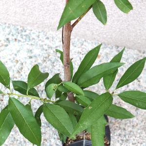 ITANSE 桃苗 あかつき 接木苗 12〜1...の詳細画像3