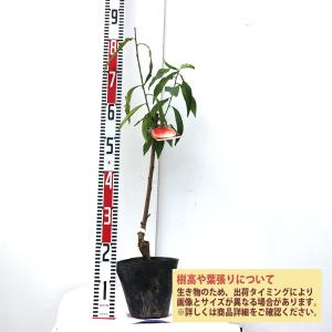 ITANSE 桃苗 川中島 2年生 接木苗 1...の詳細画像1