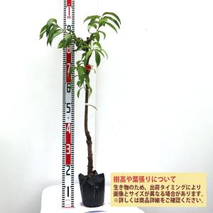 ITANSE 桃苗 蟠桃 チャイナピーチ 1〜...の詳細画像1