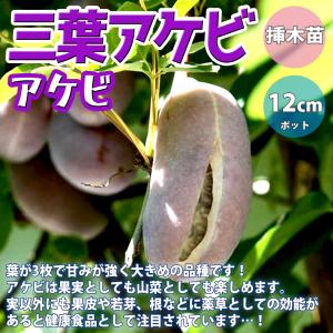 宮川早生】 柑橘大苗 4年生接木苗 温州みかん ※納期指定:発送予定