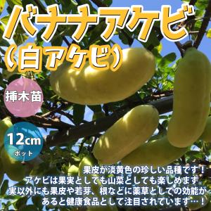 ITANSE アケビ苗 バナナアケビ 2年生 挿木苗 12cmポット 苗木 1個 送料無料 イタンセ...