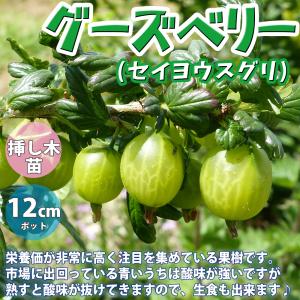 グーズベリー （ 西洋スグリ ） 12cmポット苗木 : 花と緑の専門