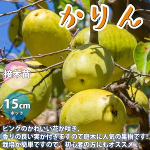 椿 ツバキの苗木 素粧 そしょう : 植物・園芸専門店 花育通販Yahoo!店