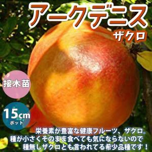 ITANSE スイート種無ザクロ モラールデエルチェ 果樹の苗木 4号鉢