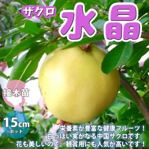 ITANSE スイート種無ザクロ モラールデエルチェ 果樹の苗木 4号鉢