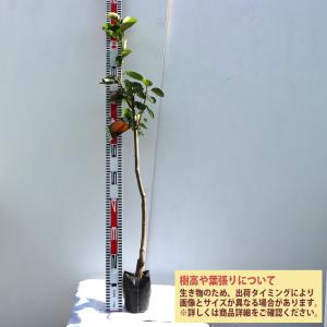 ITANSE 柿苗 蜂屋柿苗 2年生 接木苗 ...の詳細画像1