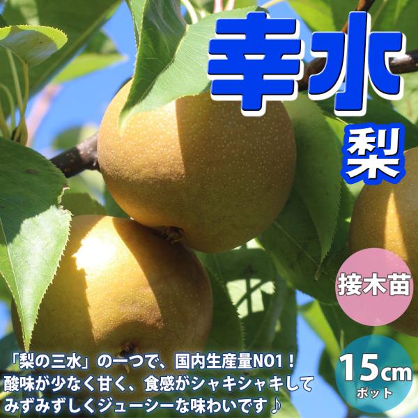 ITANSE 梨苗 幸水 2年生 接木苗 15cmポット 苗木 1個 送料無料 イタンセ公式