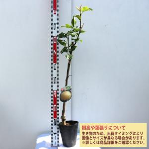ITANSE 梨苗 幸水 2年生 接木苗 15...の詳細画像1