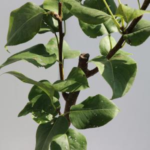 ITANSE 梨苗 幸水 2年生 接木苗 15...の詳細画像2