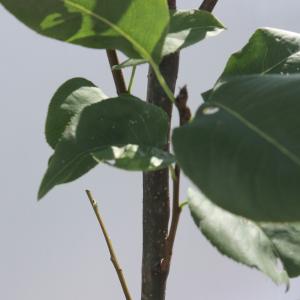 ITANSE 梨苗 幸水 2年生 接木苗 15...の詳細画像3