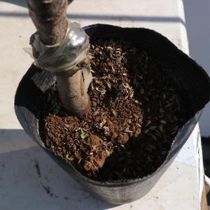 ITANSE 梨苗 幸水 2年生 接木苗 15...の詳細画像4