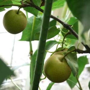 ITANSE 梨苗 幸水 2年生 接木苗 15...の詳細画像5