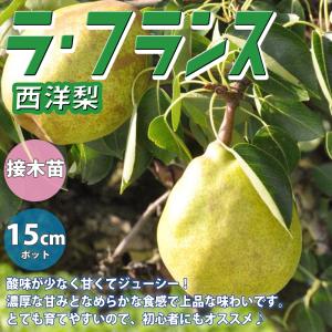 ITANSE スイート種無ザクロ モラールデエルチェ 果樹の苗木 4号鉢