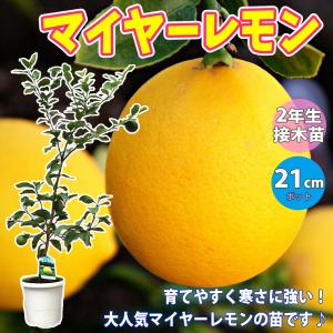 ITANSE レモン苗 マイヤーレモン 2年生 接木苗 21cmポット 1個 送料無料 イタンセ公式｜野菜苗・植物・青果物販売のITANSE