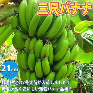 ITANSE バナナ苗 ドワーフ キャベンディッシュ バナナ(家庭でも育て