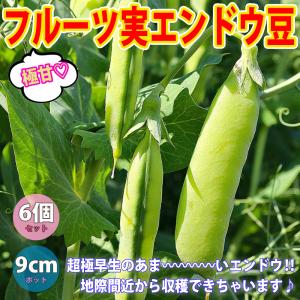 えんどう豆苗 すずなりフルーツ実エンドウ豆の苗野菜苗9cmポット自根苗
