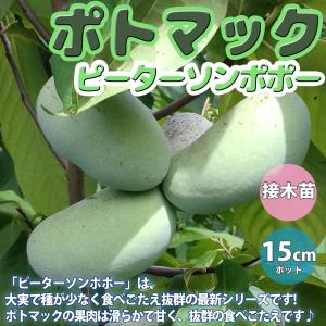 椿 ツバキの苗木 素粧 そしょう : 植物・園芸専門店 花育通販Yahoo!店