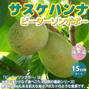 ◇送料無料◇ ポポー苗木 【ミッチェル】 接ぎ木苗 （ニーム小袋付き