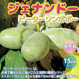 ITANSE ポポーの苗木 ポポー プロリフィック果樹苗 2年生 接木苗15cm