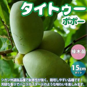 ポポー 苗木 【ポポー2品種 受粉相性OKセット マンゴー × ポトマック