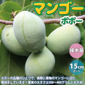 接木　ポポー　プロリフィック　苗木 園芸ネット本店｜ポポー：プロリフィック（接木苗）5号ポット＊＊ の