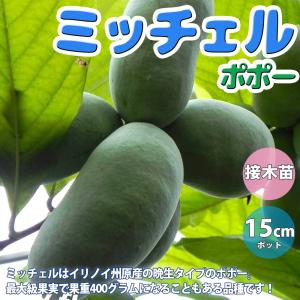 ポポー　ウイルソン　接木　大株　果樹苗木　果実苗木　果樹苗　果実苗　実 楽天市場】ポポー 苗木 【ウィルソン】 3年生接木大苗 : 苗木部