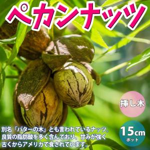 果樹苗 ピーカン ポーニー 1株 : 花と緑 国華園 - 通販 - Yahoo