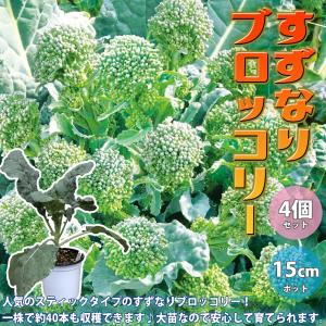 ITANSE ブロッコリー苗 すずなりブロッコリー野菜苗 15cmポット自根苗 お買い得4個セット 送料無料 イタンセ公式｜itanse