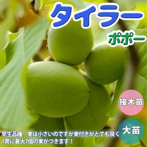 ポポー苗木 【ミッチェル】 4年生 接ぎ木 約1.3m 大苗 : 苗木の専門店