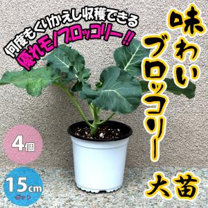 ブロッコリーの苗 味わいブロッコリー ロングラン 野菜の苗