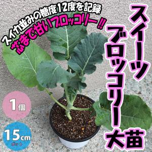 ITANSE ブロッコリーの苗 極甘スイーツブロッコリー 野菜の苗 15cmポット 1個売り 人気 家庭菜園 簡単栽培 送料無料 イタンセ公式｜itanse