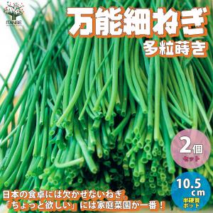 ITANSE 万能細ねぎの苗 多粒蒔き苗 香りが良い 品種：若香 野菜の苗 実生苗 10.5cm半硬質ポット 2個セット 送料無料 葱 ねぎ ネギ 苗 イタンセ公式｜itanse