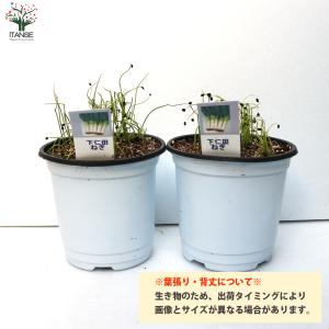 ITANSE 下仁田ねぎの苗 多粒蒔き苗 とろ...の詳細画像1