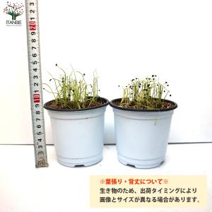 ITANSE 下仁田ねぎの苗 多粒蒔き苗 とろ...の詳細画像2