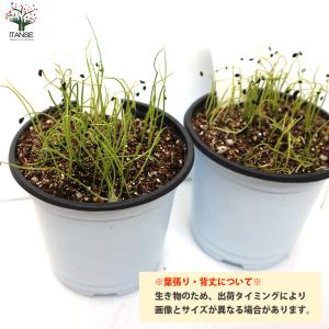 ITANSE 下仁田ねぎの苗 多粒蒔き苗 とろ...の詳細画像3