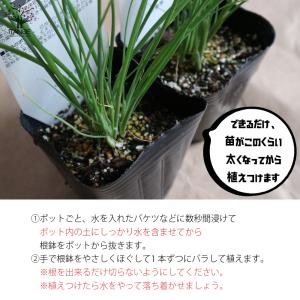 ITANSE 下仁田ねぎの苗 多粒蒔き苗 とろ...の詳細画像4