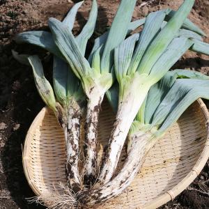 ITANSE 下仁田ねぎの苗 多粒蒔き苗 とろ...の詳細画像5