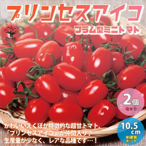 ITANSE ミニトマトの苗 プリンセスアイコ 高糖度・育てやすい 野菜苗 自根苗 10.5cmポッ...